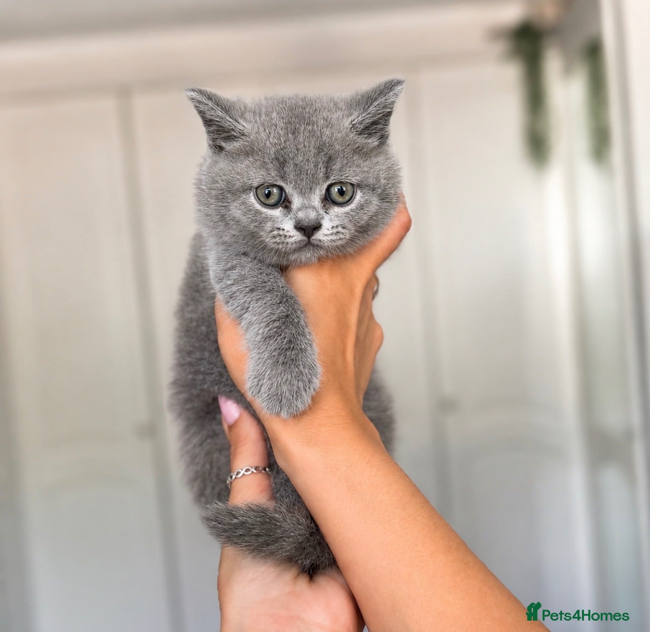 British Shorthair cats GCCF Beautiful British Shorthair Kittens for sale - Advert 2