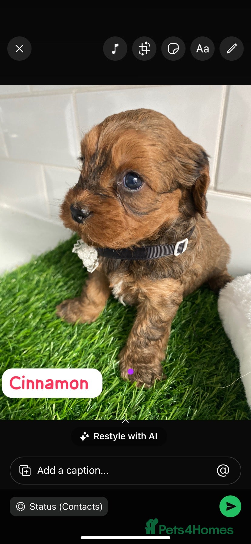 Cavapoo dogs F1 toy cavapoo puppies health tested  - Advert 2