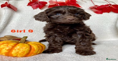Cockapoo dogs - Advert 8