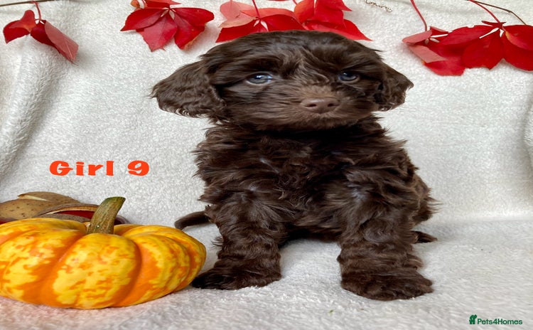 Cockapoo dogs - Advert 3