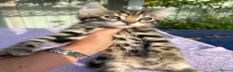 Keetso cats for sale: Superb polydactyl curled eared Keetso kittens.  - Advert 23