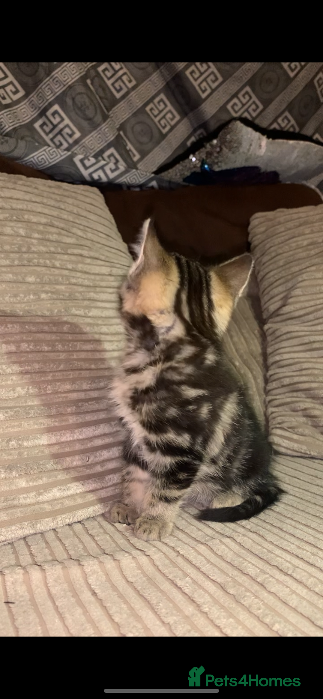 British Shorthair cats for sale: Stripy British Shorthair kitten - Advert 6