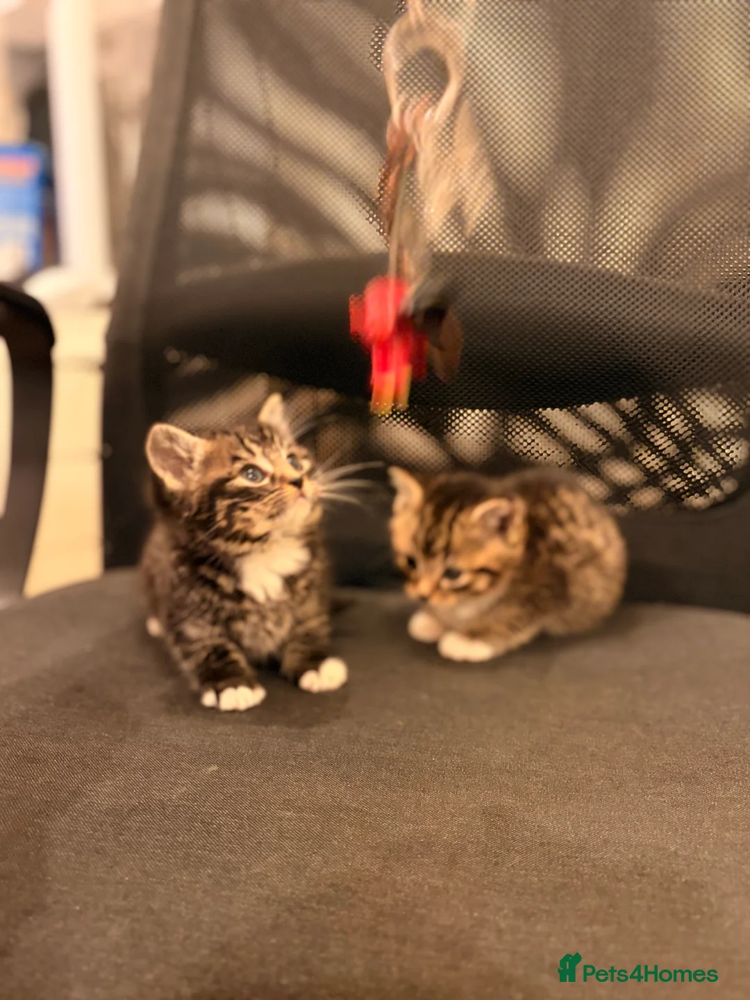 British Longhair cats for sale: 1 kitten left  - Advert 2