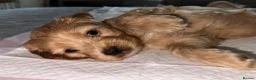 Mixed Breed dogs for sale: 6 adorable puppies  - Advert 25