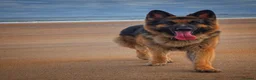 German Shepherd dogs for stud: Our beautiful German Shepard available to stud.  in Richmond - Advert 3