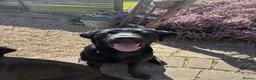 Labrador Retriever dogs for sale: 🐾 KC Registered Black Labrador Male – Enzo –  🐾 - Advert 8