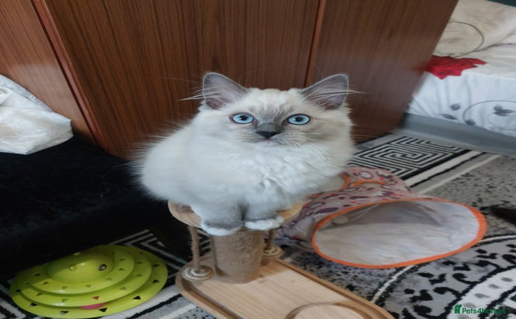 Ragdoll cats - Advert 4