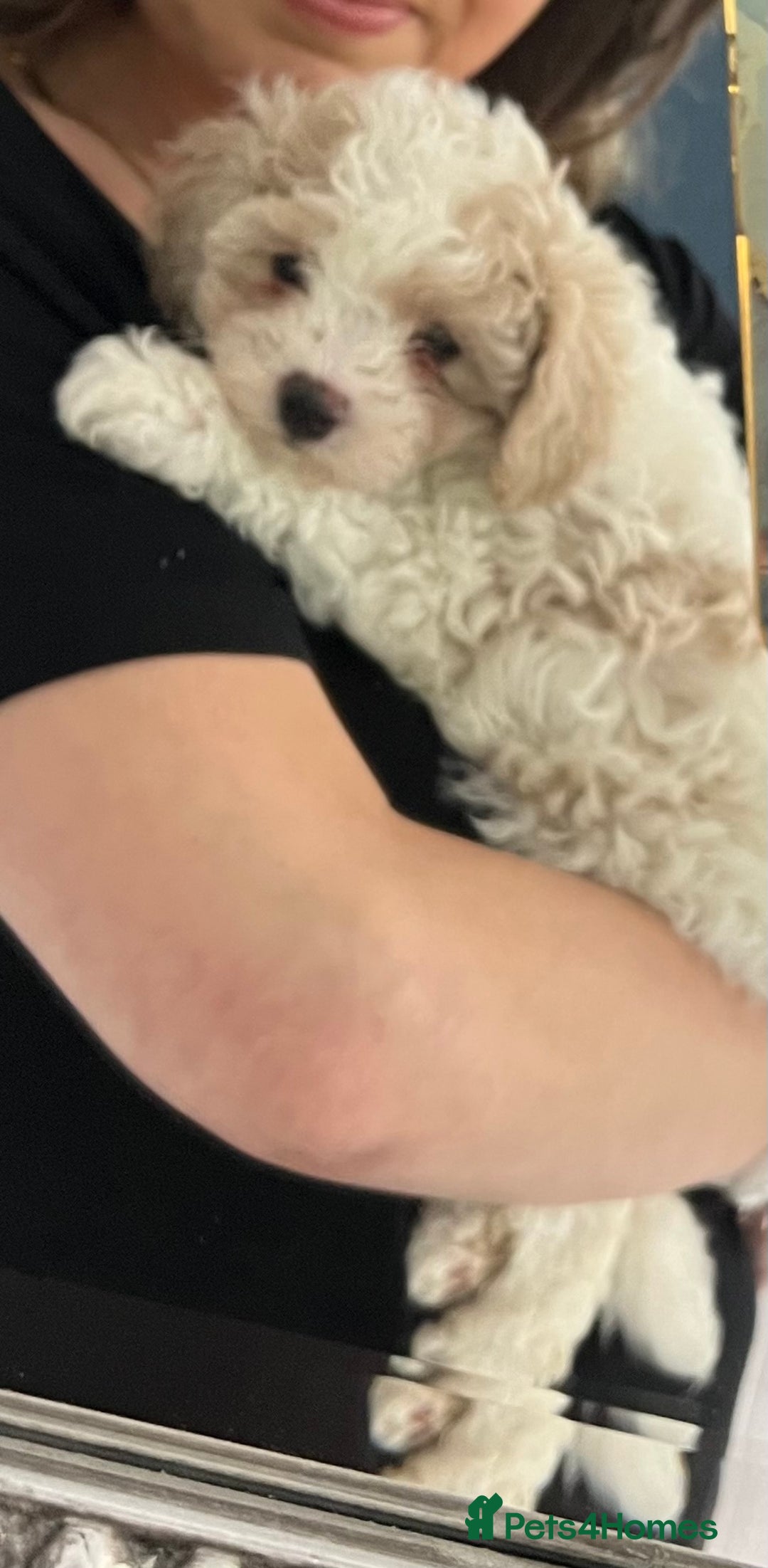 Cavapoochon dogs for sale: 6 beautiful Cavapoochons for sale. Wilmslow. - Image 18