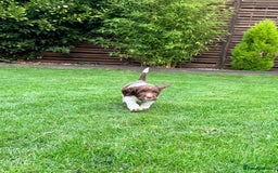 English Springer Spaniel dogs for sale: ENGLISH SPRINGER SPANIEL - Image 21