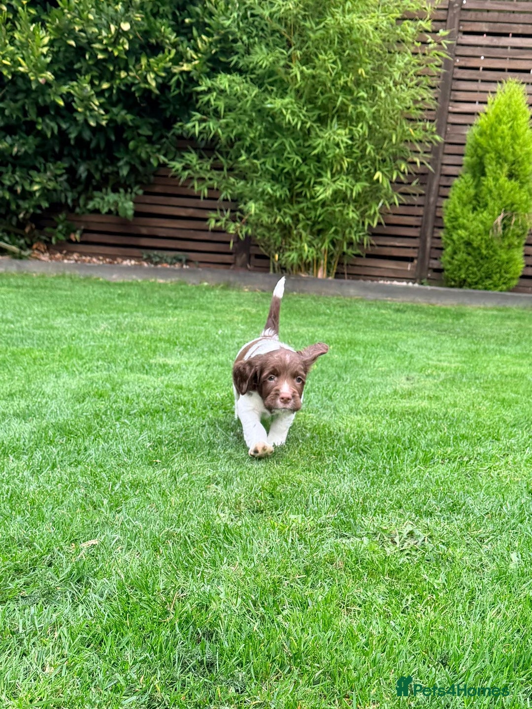 English Springer Spaniel dogs for sale: ENGLISH SPRINGER SPANIEL - Image 21