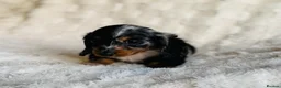 Miniature Dachshund dogs for sale: Long haired dachshund puppies  - Advert 2