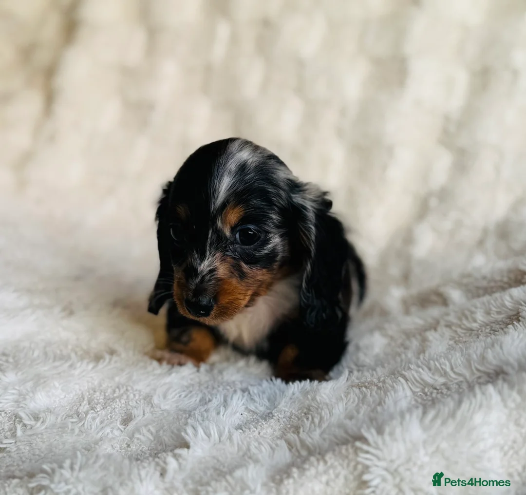 Miniature Dachshund dogs for sale: Long haired dachshund puppies  - Advert 2