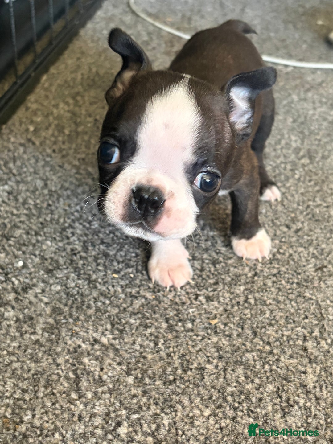 Boston Terrier dogs for sale: Boston Terrier Puppies - Image 4