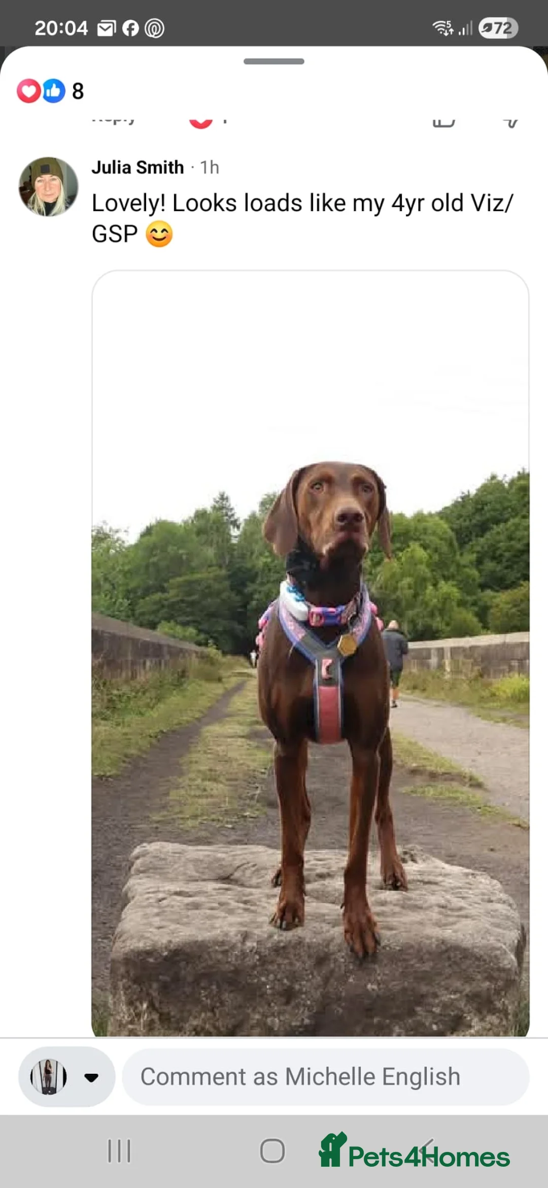 Mixed Breed dogs for sale: hungarian vizsla x german pointer pups  - Advert 12