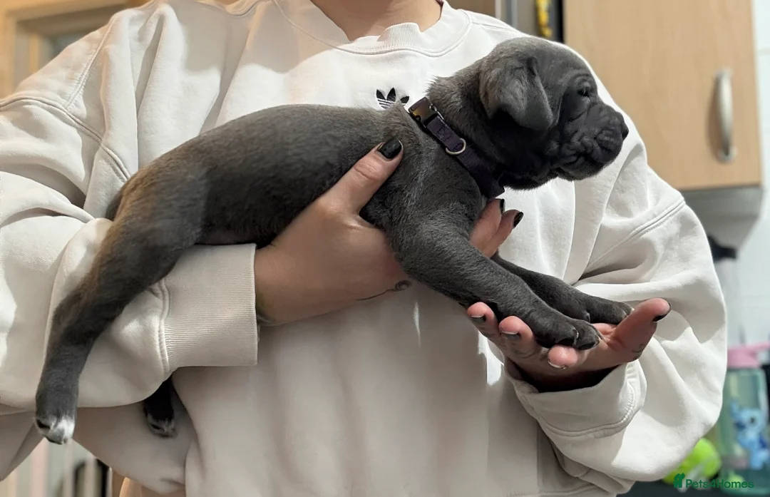 Cane Corso dogs for sale: Ready now🦭FemaleCaneCorso PuppiesTake Home Today! - Advert 36