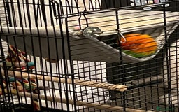Lovebirds birds for sale: Fischer lovebird - Image 3
