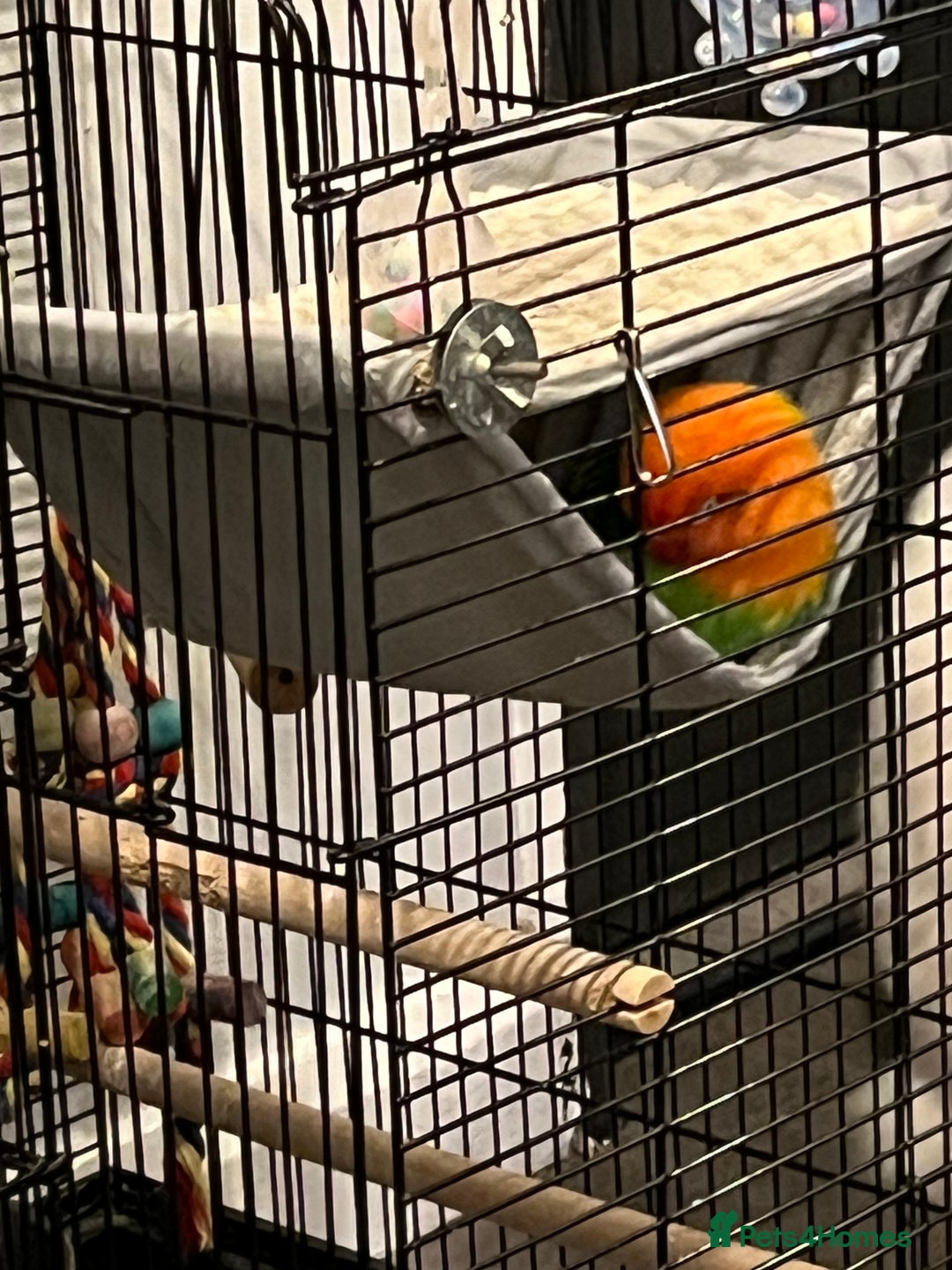 Lovebirds birds for sale: Fischer lovebird - Image 3