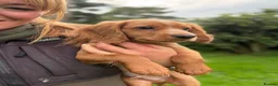 Cocker Spaniel dogs for sale: Fullyhealth tested red male working cocker spaniel in Kinross - Advert 4