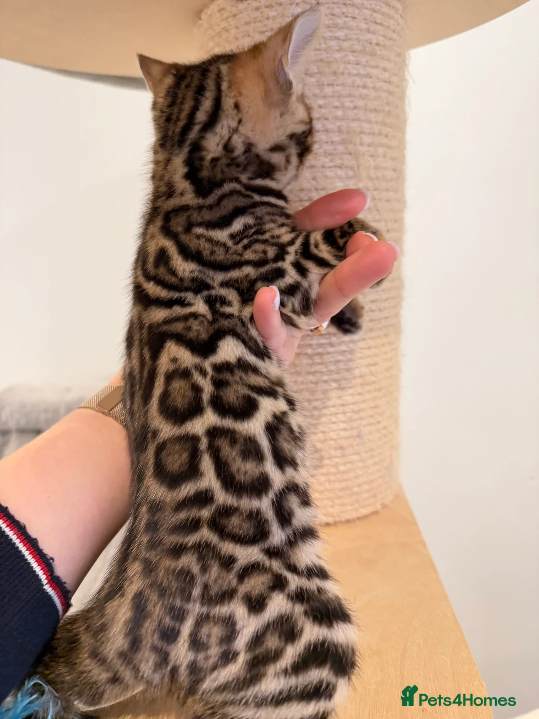 Bengal cats for sale: Bengal kittens 🥰🥰🥰🇬🇧🇬🇧🇬🇧 - Advert 4