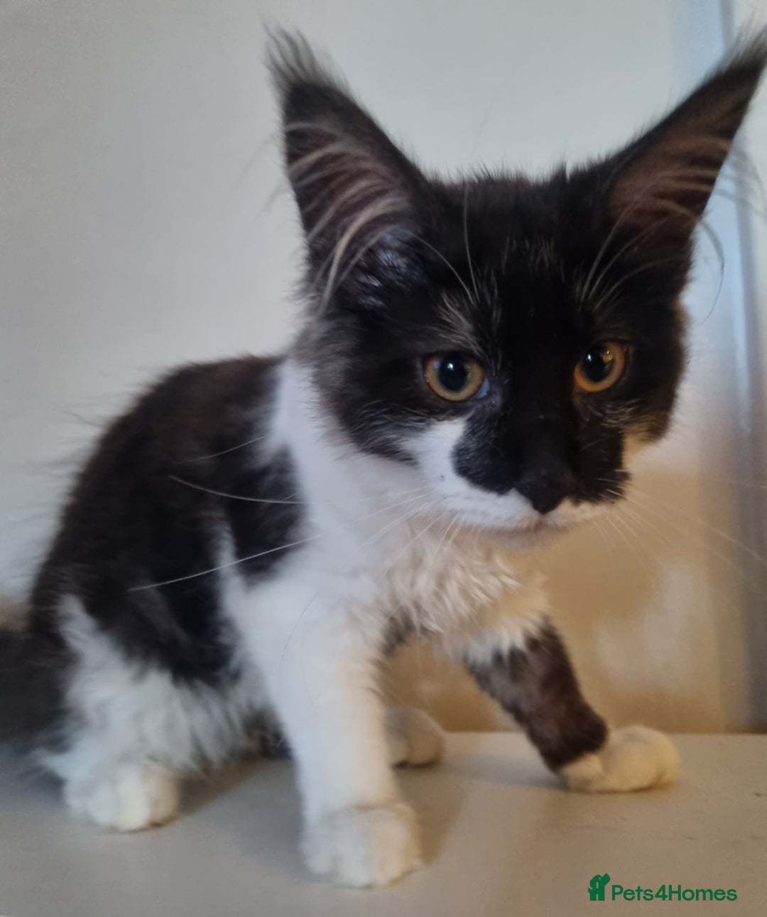 Maine Coon cats for sale: Female Maine Coon kitten - Image 1