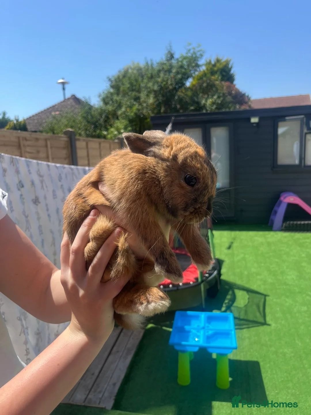Mixed Breed rabbits for sale: Rabbit  - Advert 1