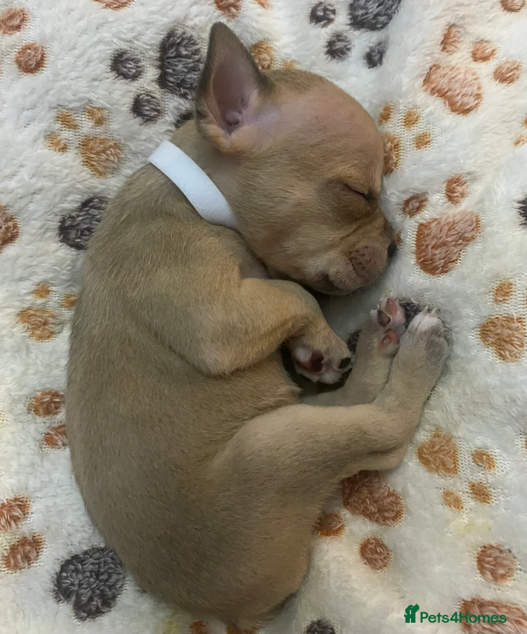 Staffordshire Bull Terrier dogs for sale: Staffordshire Bull Terrier Puppy’s - Advert 2