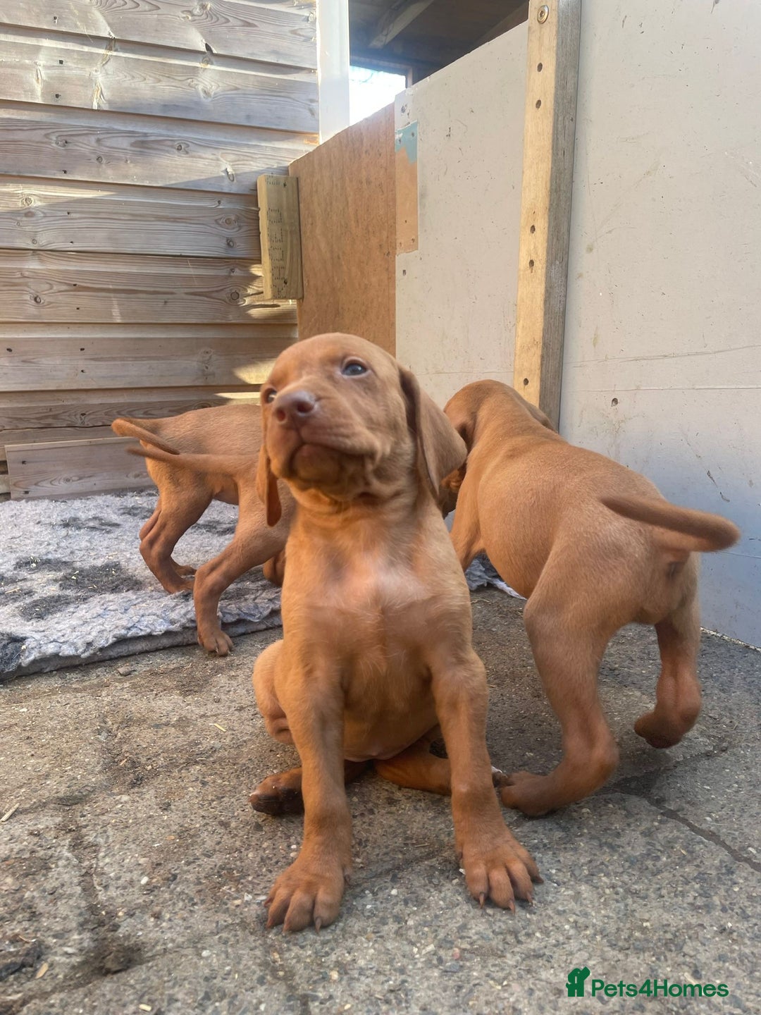 Hungarian Vizsla dogs for sale: Stunning litter of puppies  - Image 4