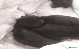 Domestic Shorthair cats for sale: Kittens  - Image 6