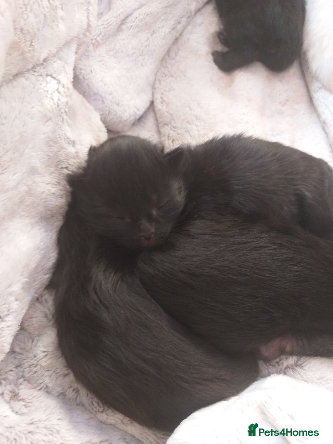 Domestic Shorthair cats for sale: Kittens  - Image 6