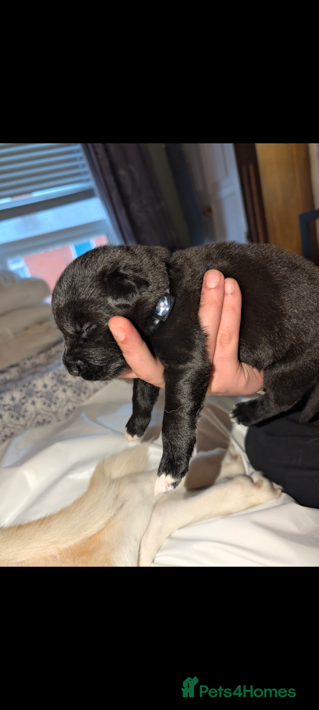 Mixed Breed dogs for sale: Gerhusky kelpie Labrador mix - Advert 15