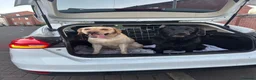 Labrador Retriever dogs for stud: KC Registered Yellow Labrador, Proven Stud  - Advert 5