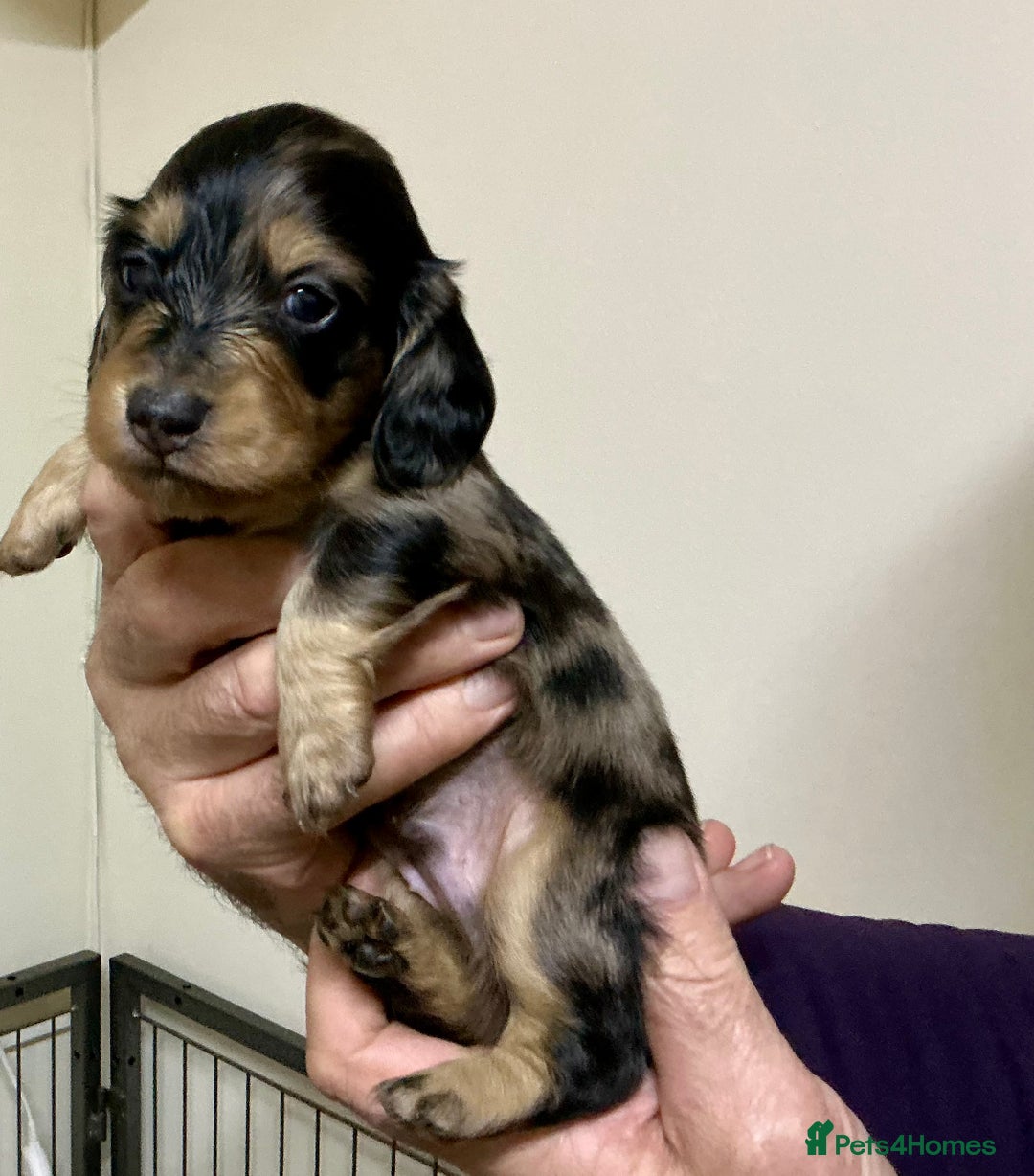 Miniature Dachshund dogs for sale: KC reg mini longhaired dachshund pups - Advert 8