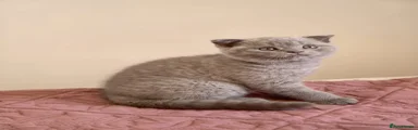 Scottish Fold 3