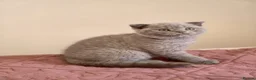Scottish Fold cats for sale: 3 lovely Scotish Fold kittens  - Advert 19