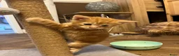 Mixed Breed cats for sale: Gorgeous mixed babies - Advert 11