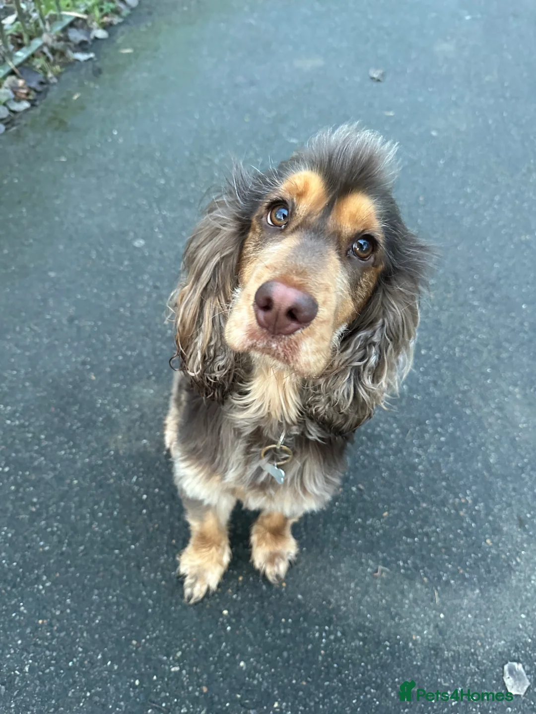 Cocker Spaniel dogs for stud: Show Chocolate Sable Cocker Spaniel  in London - Advert 1