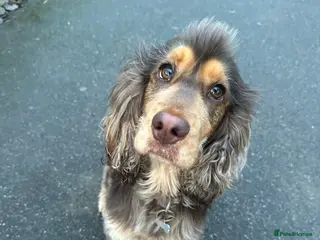 Cocker Spaniel dogs Show Chocolate Sable Cocker Spaniel - Advert 4