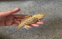 Dragon reptiles for sale: Beaded dragon  - Image 4