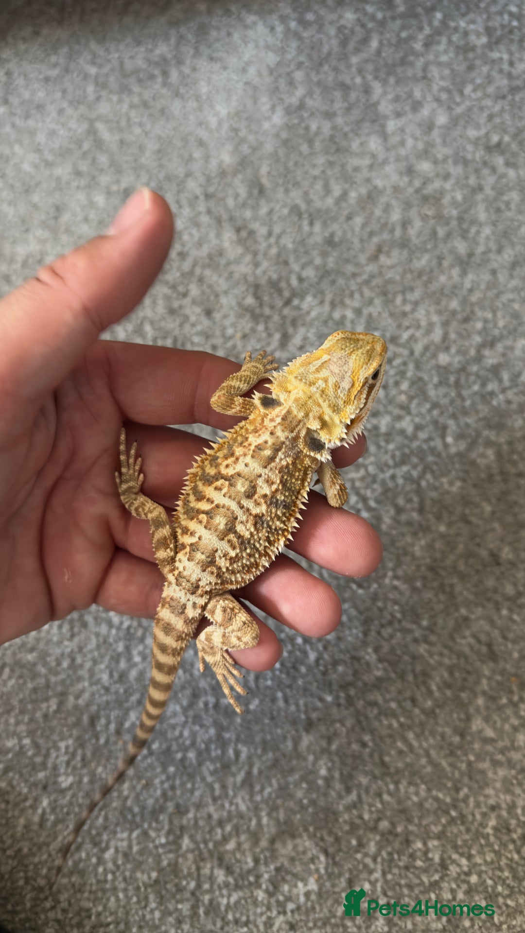 Dragon reptiles for sale: Beaded dragon  - Image 4