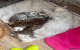Scottish Fold cats for sale: Adorable Scottish Fold Kittens Ready for New Homes - Image 30