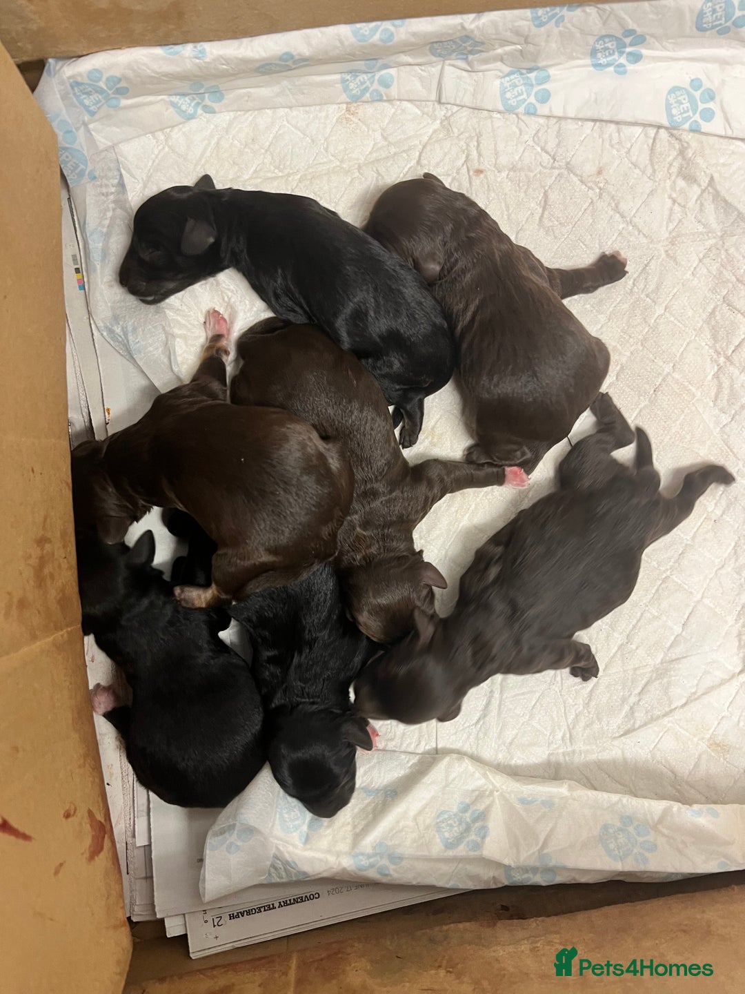 Toy Poodle dogs for stud: K.C Chocolate ToyPoodle at Stud in Coventry - Advert 13