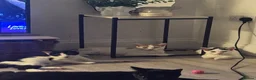 Mixed Breed cats for sale: 4 kittens looking for a loving home - Advert 7