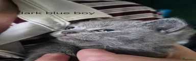 British Shorthair 4