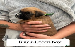 Boxer dogs for sale: Bunch of Boxer Babies - Image 21