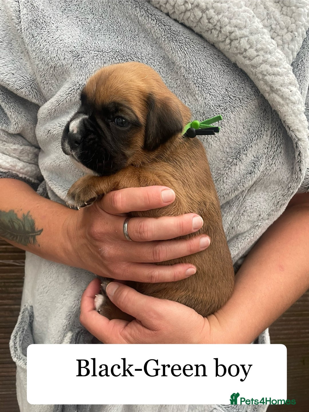 Boxer dogs for sale: Bunch of Boxer Babies - Image 21