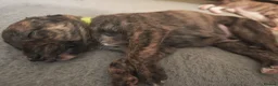 Lurcher dogs for sale: Stunning lurcher puppies - Advert 11
