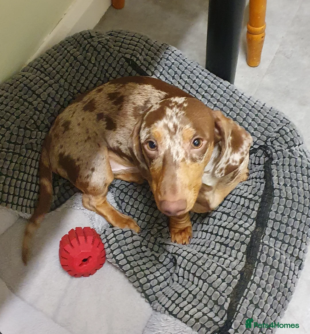 Miniature Dachshund dogs for sale: Miniature Smooth-Haired Dachshund  - Advert 1