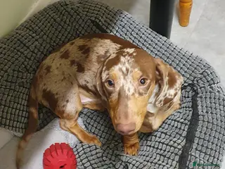 Miniature Dachshund dogs Miniature Smooth-Haired Dachshund - Advert 2