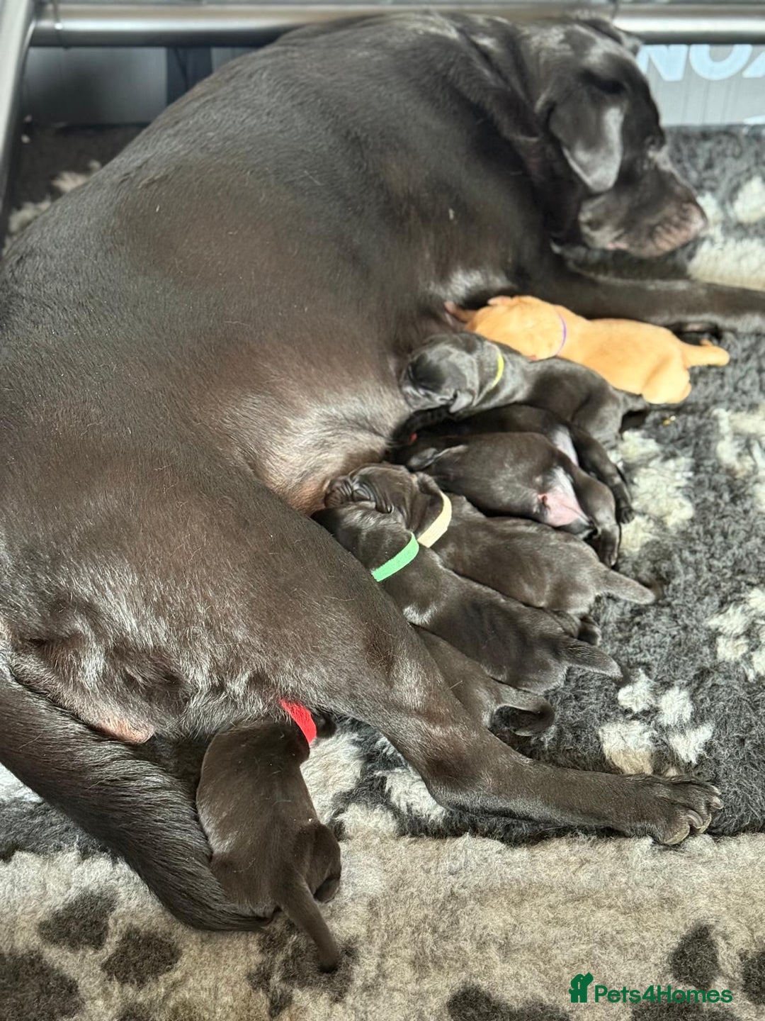 Labrador Retriever dogs for sale: Stunning litter of Labrador puppies - Image 5