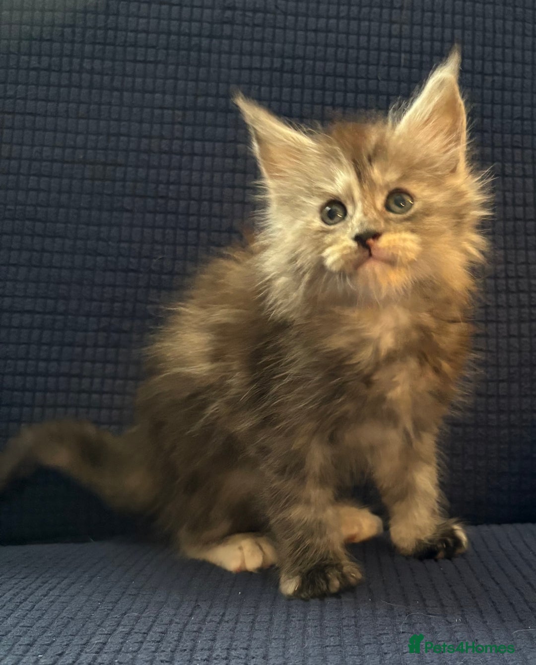 Maine Coon cats for sale: Beautiful mix mainecoon kittens  - Image 10